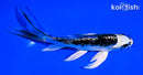 5.25" ARAGOKE KIN KIKOKURYU BUTTERFLY