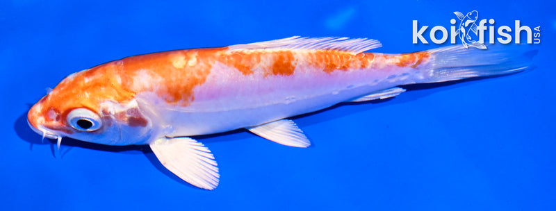 5" KIKUSUI