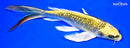 8.25" GINRIN KIN KI MATSUBA BUTTERFLY