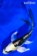 5.25" ARAGOKE KIN KIKOKURYU BUTTERFLY