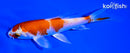 5" HARIWAKE BUTTERFLY