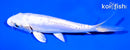 6.5" DOITSU PLATINUM OGON