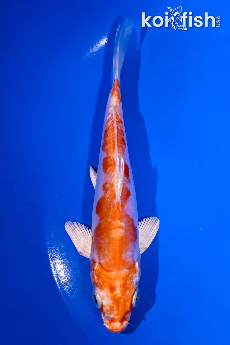 5" KIKUSUI