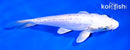6.5" DOITSU PLATINUM OGON