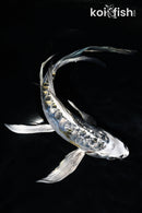 7.25" GINRIN KIN KIKOKURYU BUTTERFLY