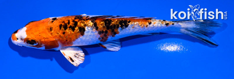 5" GINRIN YAMATO NISHIKI