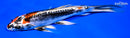 8.25" BENI KIKOKURYU
