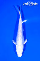 6.5" DOITSU PLATINUM OGON
