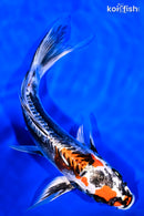 8.25" BENI KIKOKURYU