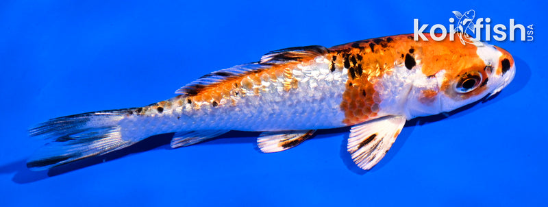 5" GINRIN YAMATO NISHIKI