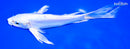 8.75" DOITSU PLATINUM OGON BUTTERFLY
