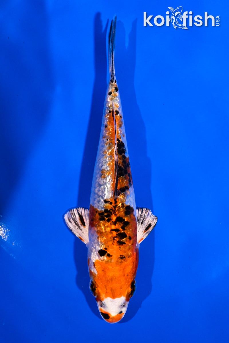 5" GINRIN YAMATO NISHIKI
