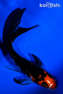 5" SHOWA BUTTERFLY