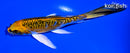 5.5" ARAGOKE KUJAKU BUTTERFLY