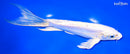 8.75" DOITSU PLATINUM OGON BUTTERFLY