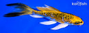 5.5" ARAGOKE KUJAKU BUTTERFLY