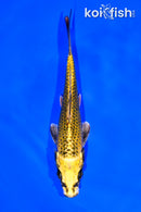 6" KI MATSUBA