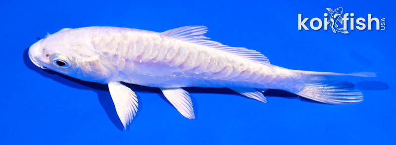 5" ARAGOKE PLATINUM OGON