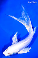 8.75" DOITSU PLATINUM OGON BUTTERFLY