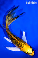 5.5" ARAGOKE KUJAKU BUTTERFLY