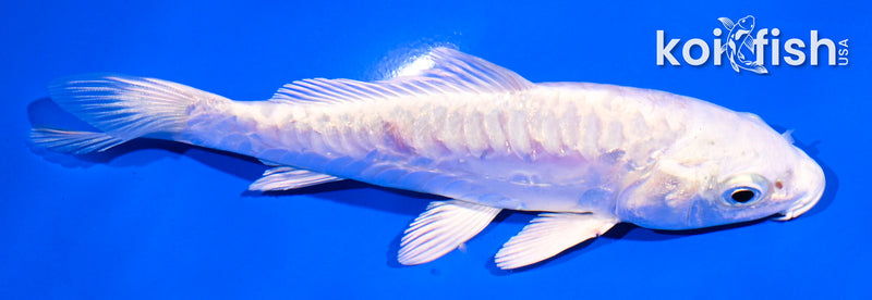 5" ARAGOKE PLATINUM OGON