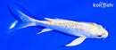 5.5" GINRIN LEMON HARIWAKE BUTTERFLY