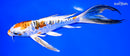 8.25" HEISEI NISHIKI BUTTERFLY