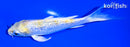 5.5" GINRIN LEMON HARIWAKE BUTTERFLY