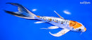 8.25" HEISEI NISHIKI BUTTERFLY