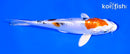 6.75" HEISEI NISHIKI