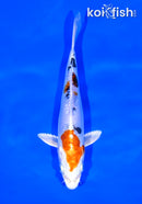 6.75" HEISEI NISHIKI