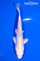 5" ARAGOKE PLATINUM OGON