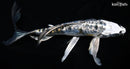 7.25" GINRIN KIN KIKOKURYU BUTTERFLY