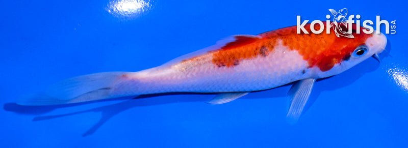 5" GOROMO