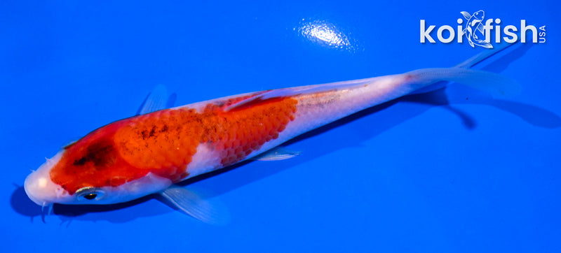 5" GOROMO
