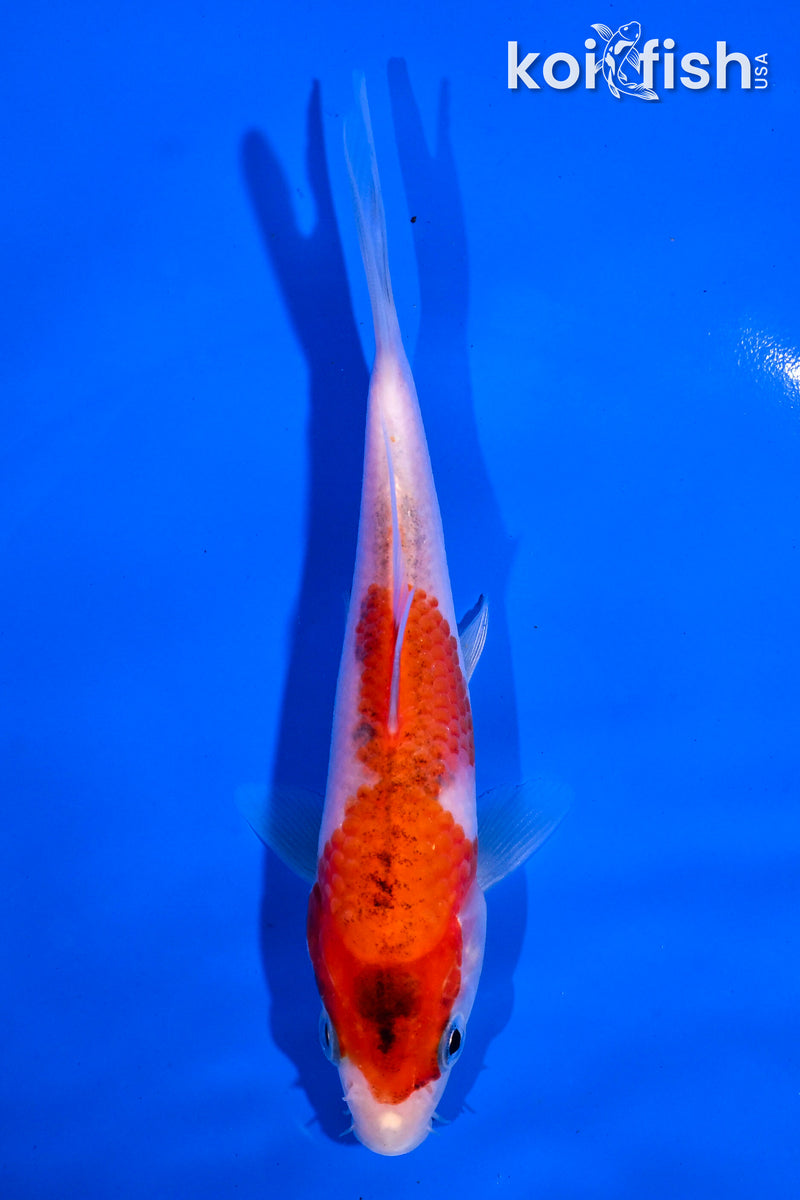 5" GOROMO
