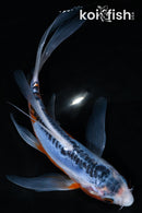 7.5" SHUSUI BUTTERFLY