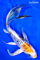 8.25" HEISEI NISHIKI BUTTERFLY