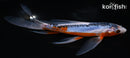 7.5" SHUSUI BUTTERFLY