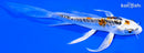 5.5" HEISEI NISHIKI BUTTERFLY