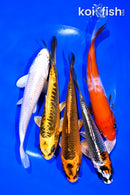 PACK OF (5) 5-6" STANDARD KOI