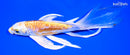 8.25" DOITSU HARIWAKE BUTTERFLY