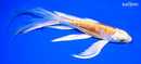 8.25" DOITSU HARIWAKE BUTTERFLY