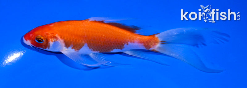 5.5" KOHAKU BUTTERFLY