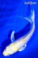 5.5" GINRIN LEMON HARIWAKE BUTTERFLY