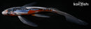7.5" SHUSUI BUTTERFLY