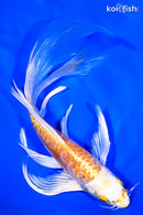 8.25" DOITSU HARIWAKE BUTTERFLY