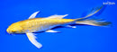 8.25" GINRIN YAMABUKI OGON BUTTERFLY