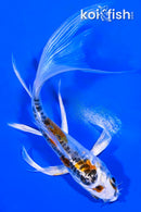 5.5" HEISEI NISHIKI BUTTERFLY