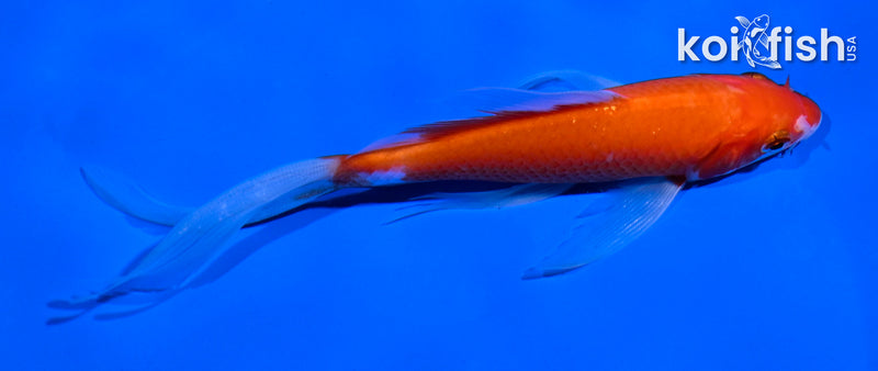 5.5" KOHAKU BUTTERFLY